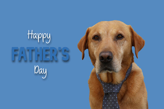 Happy Father's Day card with portrait of a Labrador dog wearing a tie, isolated on a blue background.