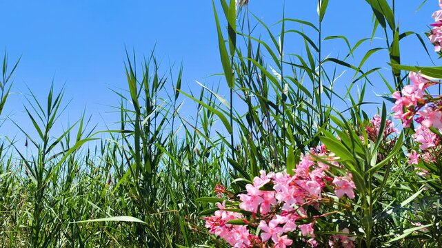 Fixed view of pink oleanders and reeds under a clear blue sky with natural light and calm Mediterranean outdoor scenery.