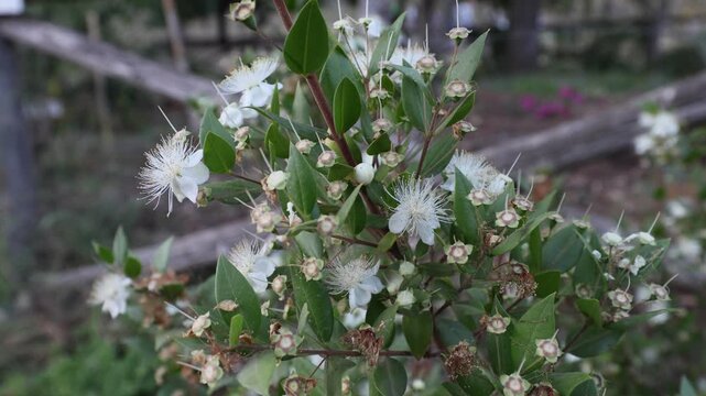 A detailed close-up of the delicate white flowers of Myrtus communis, featuring prominent stamens and glossy, aromatic evergreen leaves, typical of Mediterranean shrubland.