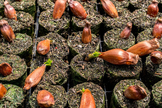 Sementes de araucaria plantadas (pinh&atilde;o), Viveiro de arvores nativas.