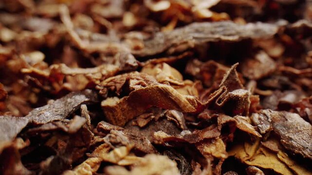 Dry tobacco texture macro, Cigar and bunch of smoking dry tobacco leaves isolated on white, rotating of cigarette leaves.