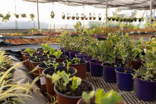 Brown and purple potted plants are sitting on raised mesh bench in greenhouse under shade cloth