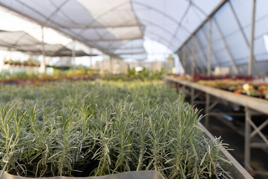 Lavender seedlings are filling black plastic trays on raised benches in greenhouse, aisle right