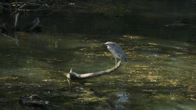 Tracking video clip of a black-crowned night heron perched on a floating log in marshy river water with green algae during daytime.