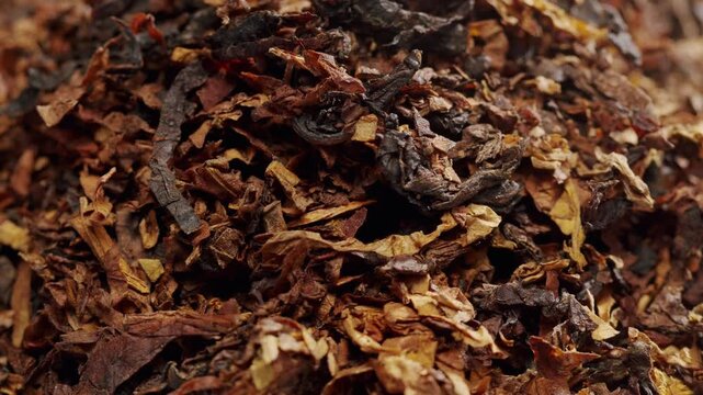 Dry tobacco texture macro, Cigar and bunch of smoking dry tobacco leaves isolated on white, rotating of cigarette leaves.