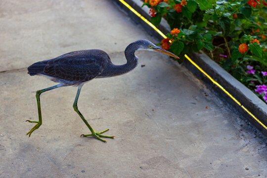 Grey heron (Ardea cinerea) walking among flowering Lantana camara shrubs in the landscaped gardens of Brayka Bay Resort, Marsa Alam, Egypt