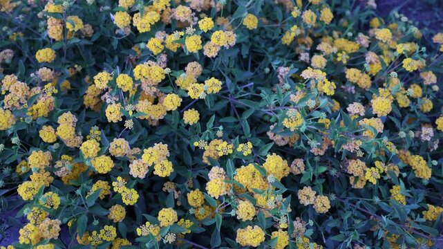 A top-down view of a dense ground cover plant, identified as Lantana sellowiana (trailing lantana), displaying a profusion of small, clustered orange and yellow flowers nestled within dark green.