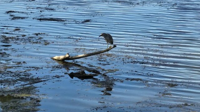 Tracking video clip of a black-crowned night heron perched on a floating log in marshy river water with green algae during daytime.