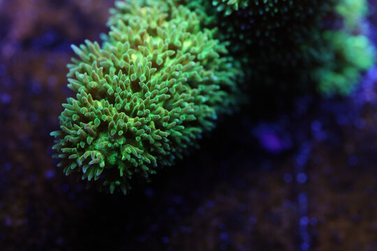 Vibrant Bali Green Slimer Acropora Macro Underwater in Saltwater Aquarium