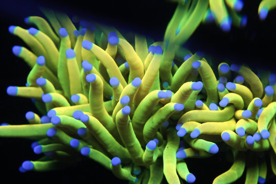 Vibrant Holy Grail Torch Coral, 24k Gold Torch Coral, Close-Up in Saltwater Reef Tank &ndash; Euphyllia Glabrescens with Neon Green and Gold Tentacles with Blue Tips in Macro Underwater Fish Tank Aquarium