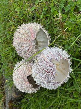 Empty Sea Urchins Echinus esculentus