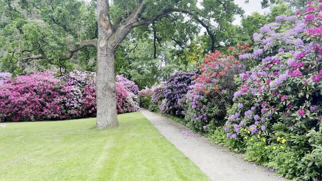 Summer garden, landscape. Beautiful park, flowers and trees, green lawn, grass. Famous historical place. For posters, interior decoration, calendars, prints designs. Summer flower in full growth