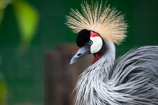 grey crowned crane