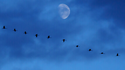 Obraz premium A flock of wild Common Cranes (Grus grus) migrating in a V-shaped formation beneath a glowing moon in a deep blue twilight sky, National Park Neusiedler See-Seewinkel, Austria.⁠