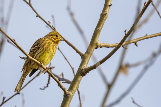 A bright yellow male Yellowhammer (Emberiza citrinella) perched on a bare tree branch, looking alertly to the right against a clear sky backdrop along the Marchfeldkanal in Vienna, Austria.