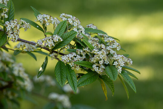 White flowers on branches of Cotoneaster salicifolius in the garden in early summer
