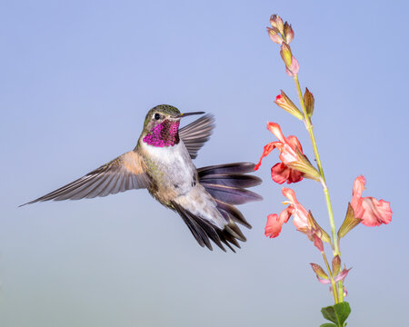 Broad-tailed Hummingbird (Selasphorus platycercus)