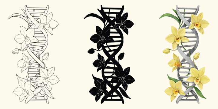 Genetic engineering concept with vanilla plant DNA in outline silhouette and colored vector styles for biotechnology, agricultural science, and research design projects