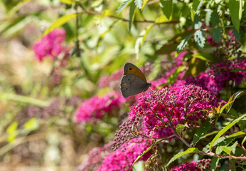 Obraz premium A brown butterfly, Maniola jurtina, on pink flowers in a garden in early summer 