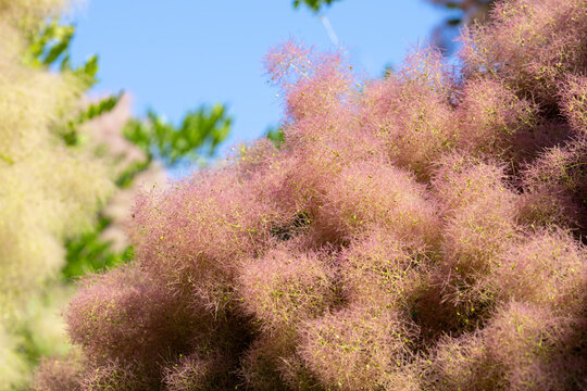 A pink Cotinus tree in bloom in a park in summer
