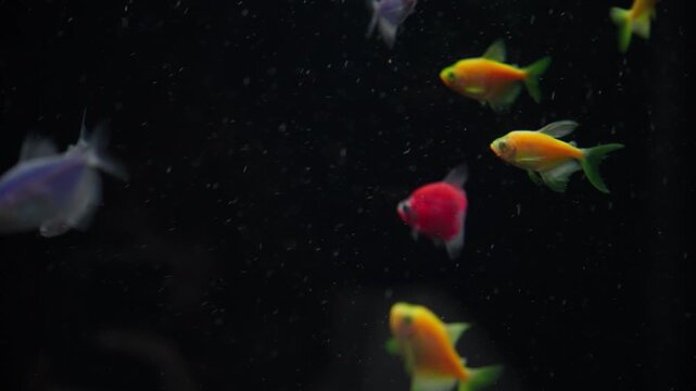 Colorful glofish tetra swimming in dark aquarium water