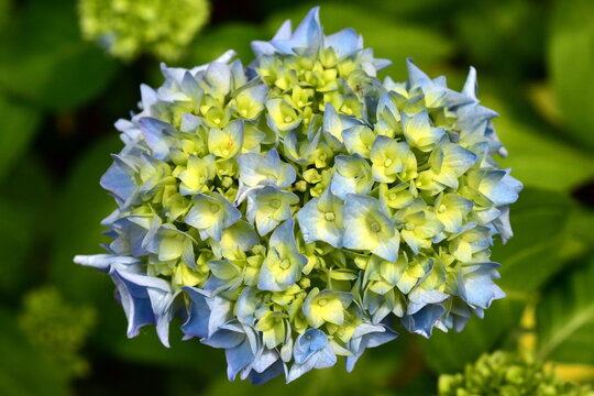 Nahaufnahme von Hortensienbl&uuml;ten und -knospen