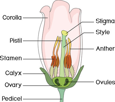 Blueberry flower anatomy cross section vector botanical infographic