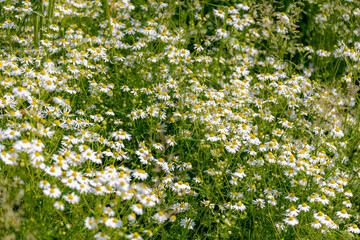 Selective focus of wild white flowers on green grass in the field, Matricaria chamomilla or commonly known as chamomile, Beautiful small flowers German chamomile with yellow pollen, Nature background. © Sarawut