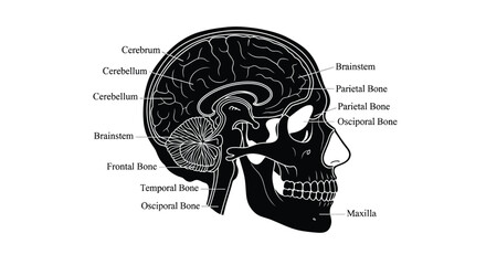 Human skull and brain anatomy illustration detailed labeling black silhouette cranium cerebrum © GDSafayet03