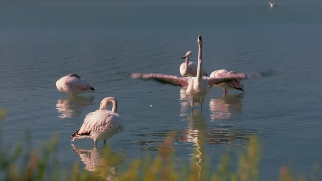 Wild Flamingos in Calpe Lagoon, Spain