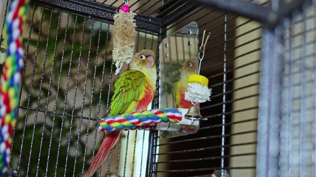 A parrot sits on a rope perch inside a cage. Several toys and a bell are present. The background shows some greenery and the scene is bright from afternoon sunlight.