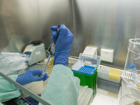 Brussels, Belgium. Scientist performing pipetting of biological samples under laminar flow hood in biosafety level 2 laboratory