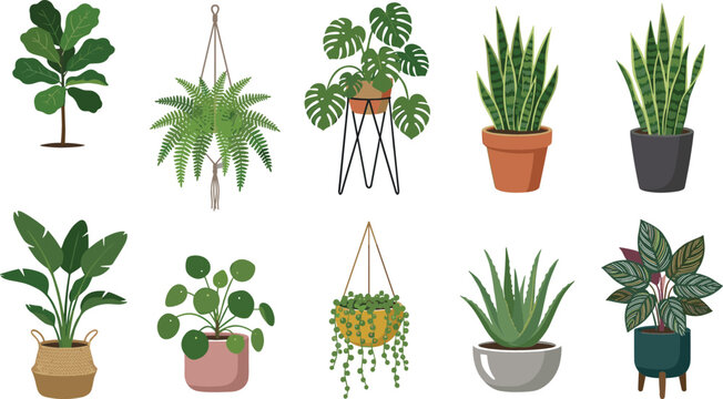 Potted house plants vector collection featuring monstera fiddle leaf fig snake plant fern aloe vera and bird of paradise