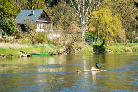 Wild Ducks swims on the Berounka River in the Czech Republic. Wild Fauna