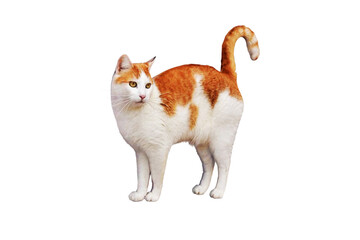 White Orange Cat © tredi