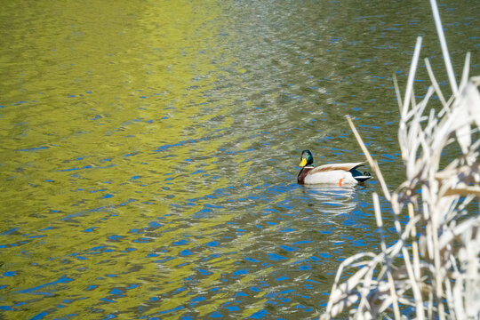 Wild Ducks swims on the Berounka River in the Czech Republic. Wild Fauna