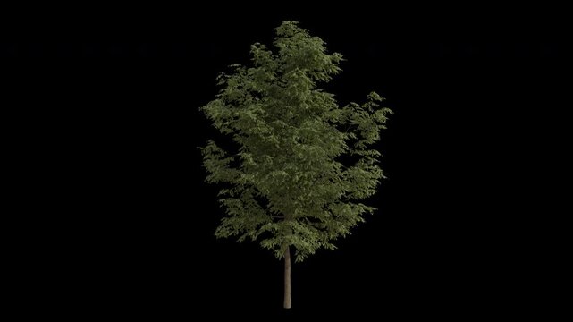 Black Locust Tree Swaying in Wind Loop Animation with Alpha Channel. Wind Blows The Robinia Pseudoacacia Tree. Tree Leaves Swaying. Animated Tree Branches Moving in Breeze. Transparent BG. Loop Animat