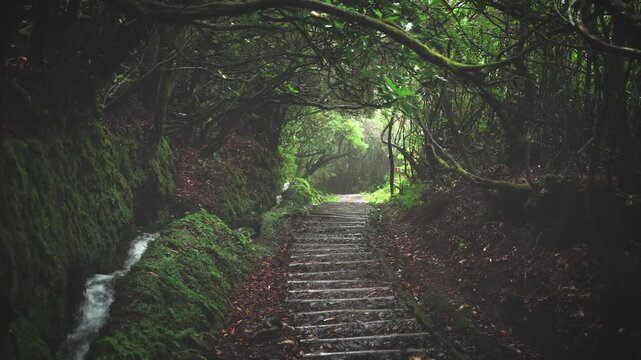 Cinematic Drone Shot of Stone Staircase Path in Deep reen Forest