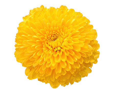 Vibrant Yellow Chrysanthemum Flower in Close Up