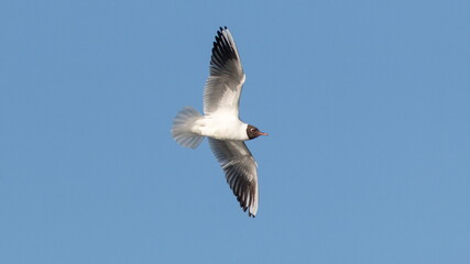 Obraz premium seagull in flight