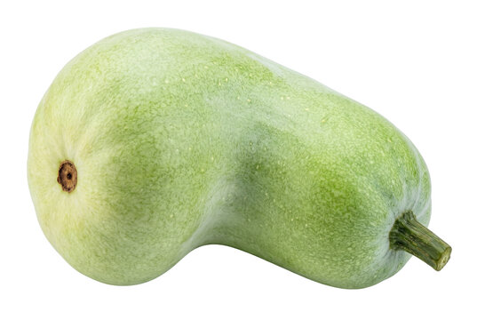 Curved Fresh Light Green Bottle Gourd Isolated