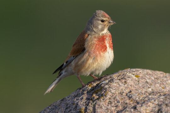 Common linnet (Linaria cannabina), male