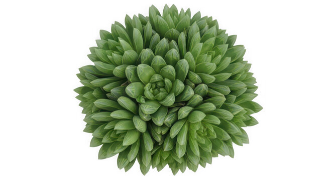 Top view of round green succulent plant on transparent background