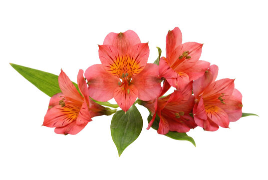 Coral Alstroemeria Flowers with Green Leaves