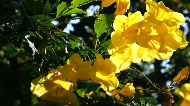 Yellow Trumpetbush 
