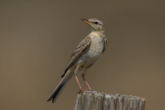 Tawny pipit (Anthus campestris)