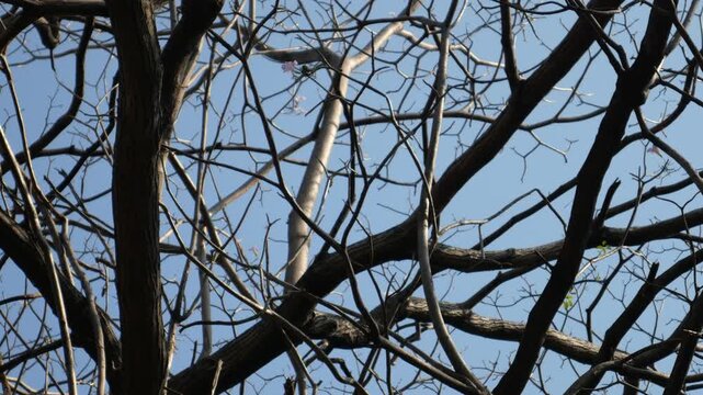 Deciduous tree 