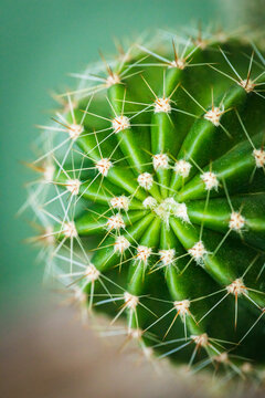 lindo cacto em macro fotografia no quintal de casa