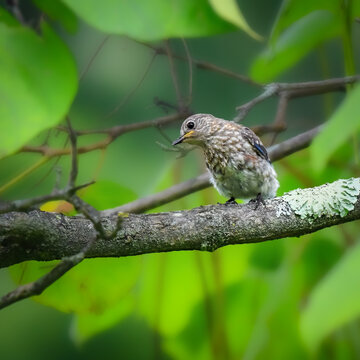 Juvenile Eastern Bluebird perched on a lichen-covered branch amid lush green foliage, displaying speckled plumage and soft natural light in a woodland habitat.