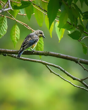 Juvenile Eastern Bluebird perched on a tree branch amid lush green foliage, displaying spotted plumage and soft natural lighting in a peaceful woodland setting.
